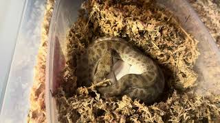 Celebrity Good Momma! Maternal Incubation of Childrens pythons eggs Net Worth
