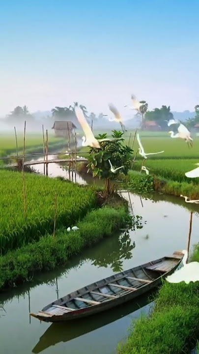 ĐỒNG XANH (The Brothers Four, Lời Việt: Lê Hựu Hà) #lifemotivation #baihathay #dongxanh #greenfields