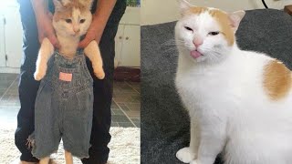 Try Not To Laugh 🤣 New Funny Cats Video 😹 - MeowFunny Par 34