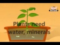 Photosynthesis song