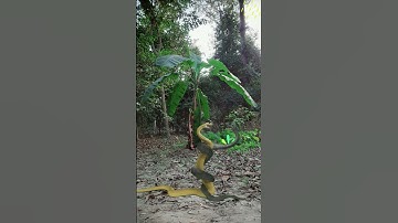 plant #anacondasnake #anaconda #bigsnake #python #snake  #nagin #shorts
