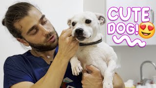 Adorable Tiny Dog! ( Allergic Dog Examination )