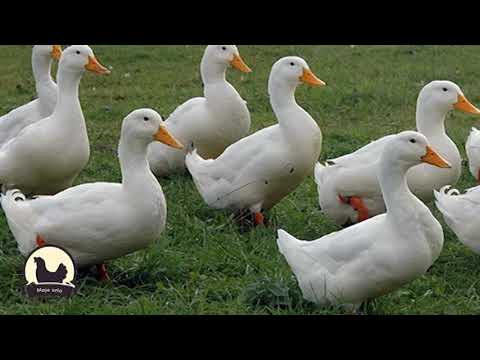 Video: Kada cayuga patke počinju kvakati?