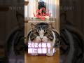 Real bear warning in Japan – watch out in 2026 #shorts #bears #cat