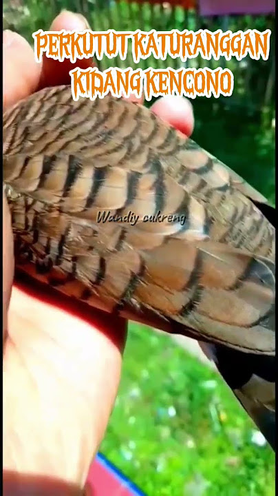 PERKUTUT KATURANGGAN KIDANG KENCONO asli lokal alam #perkutut#katuranggan#kidangkencono