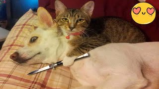 Try Not To Laugh Dogs And Cats 😁 - Best Funniest Animals Video 2024 - Part 25