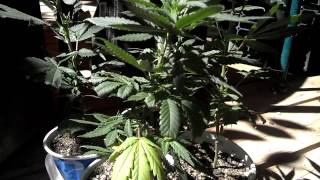 2x Sour Berry & 2x Chunk Berry #2 [Bonsai Clone Technique]