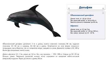 Сколько весит дельфин
