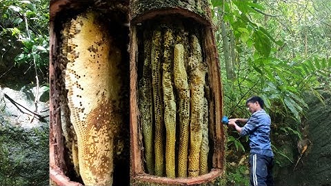 lâu rồi không đánh ong đá hốc cây khủng lồ như vậy rồi #thợ rừng T N #