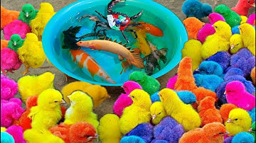 Bắt gà dễ thương, gà cầu vồng, cá cảnh, rùa, cá dạ quang, cá lia thia