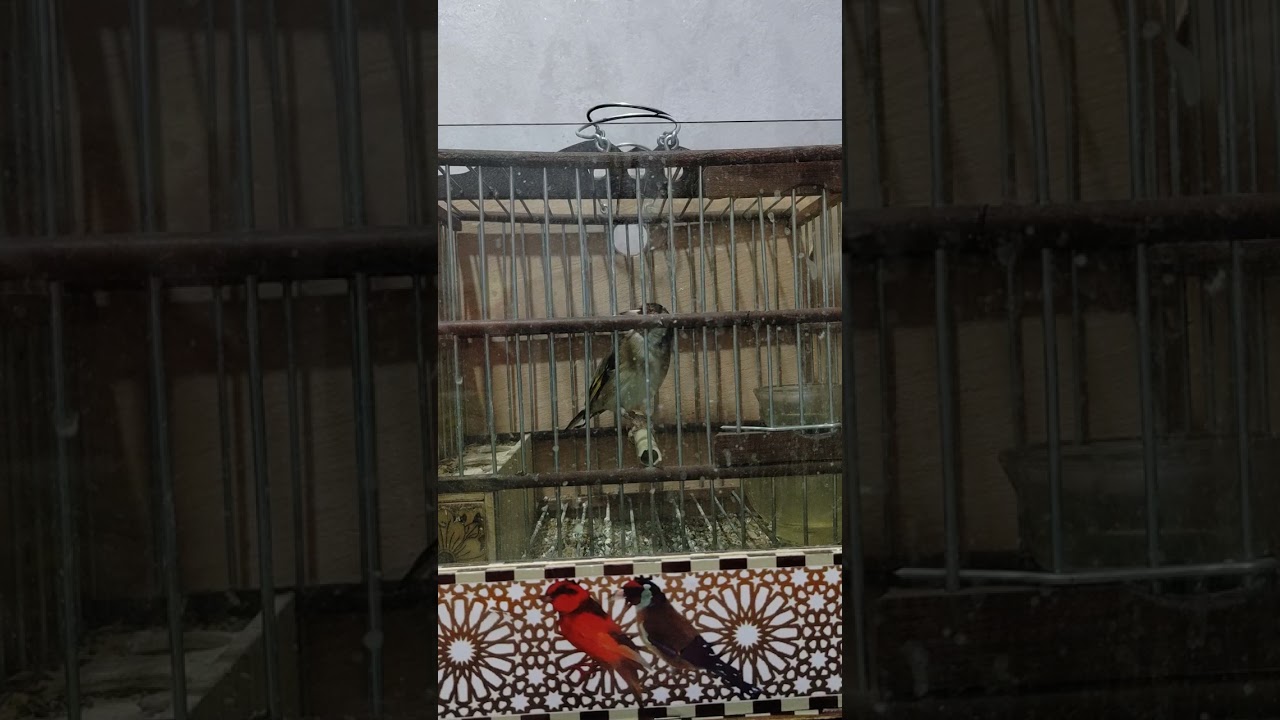 تغريد الحسون المغربي 