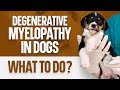 Degenerative Myelopathy in Dogs, What To Do?