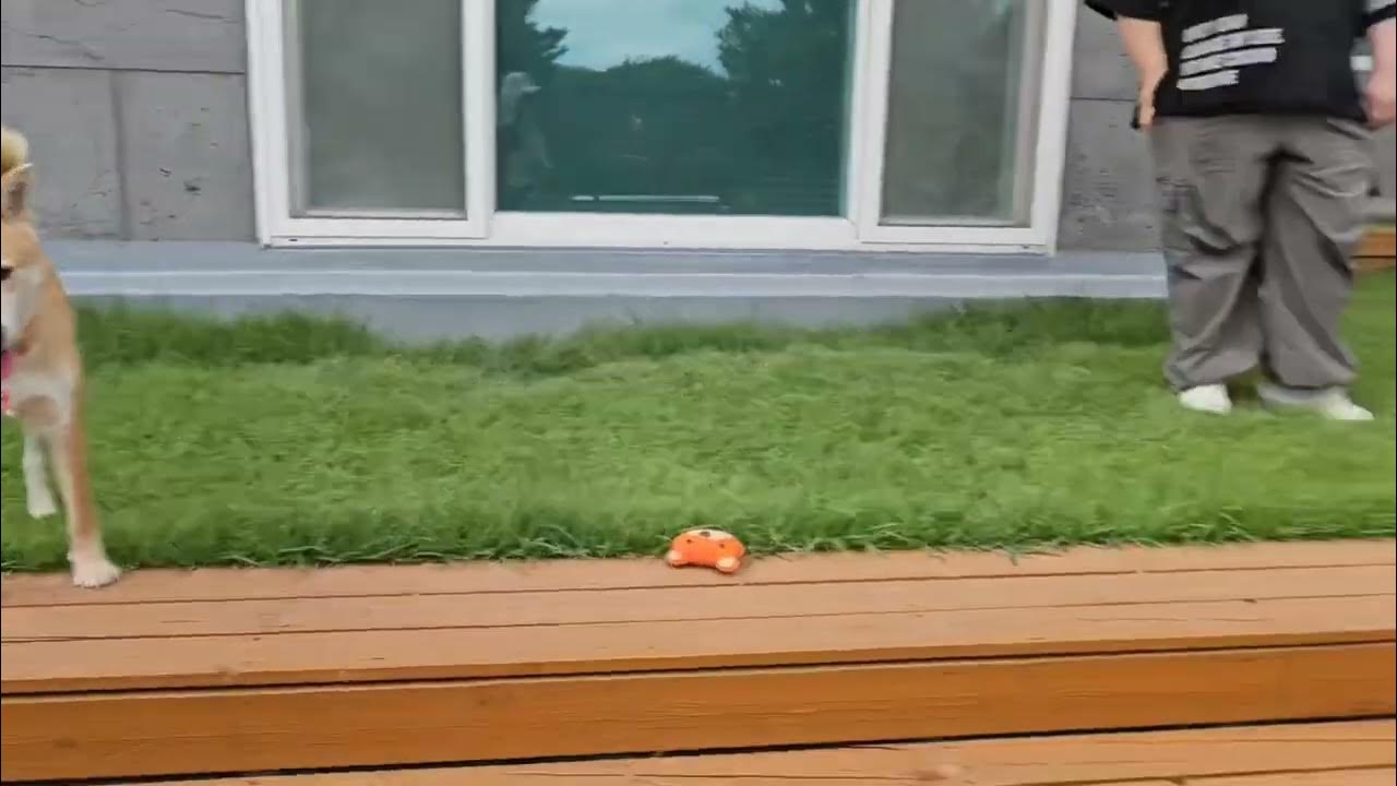Tipsae, Danpoong, Yanggang playing with other dogs at a dog parkππ Tipsae, Danpoong, Yanggang playing with other dogs at a dog parkππ