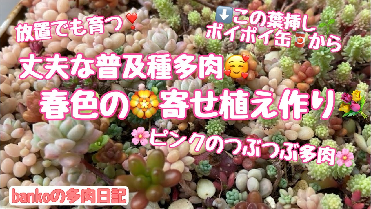 つぶつぶ❣️プチプチ可愛い姫秀麗❣️リメ鉢付き 多肉 ピンク 多肉日記#100】姫秀麗👸プロリフィカ🌸ピンクのつぶつぶ葉挿し達