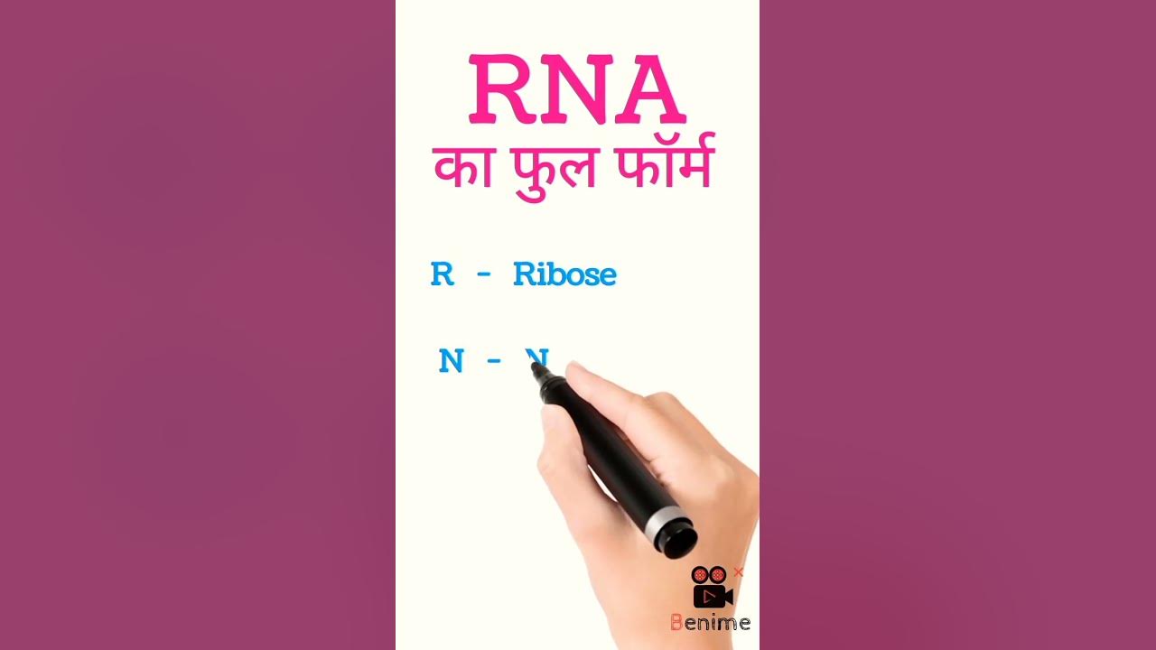 RNA Full Form Of RNA rna full form YouTube rna-full-form-of-rna-rna-full-form-youtube