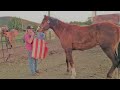 Big Red's 1st Saddle! | Ute Horse Breaking