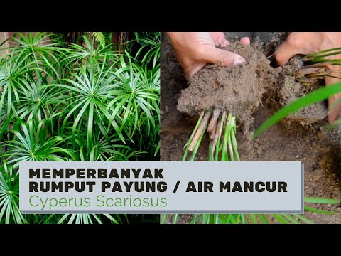 Cara Mudah Perbanyak Tanaman Hias Rumput Payung/Air Mancur (Cyperus Scariosus)