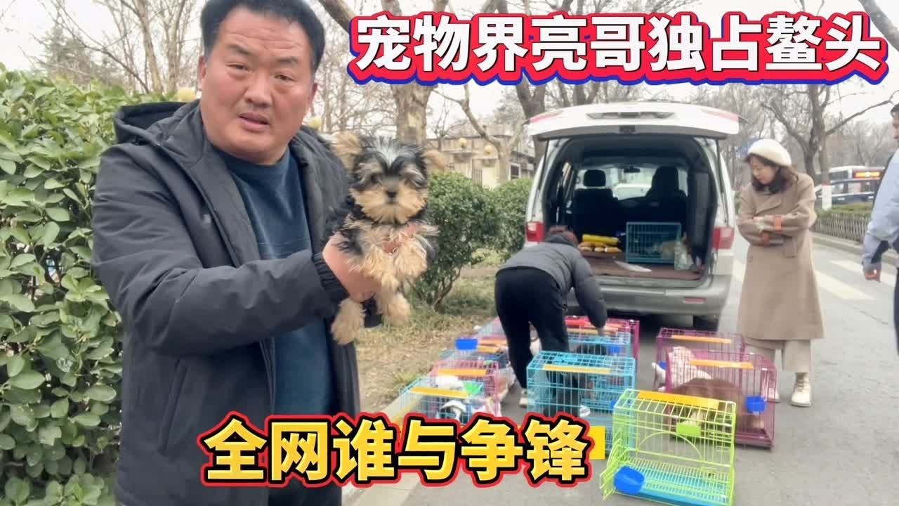宠物界亮哥独占鳌头，号称狗市代购“一哥”，全网谁与争锋 #宠物市场