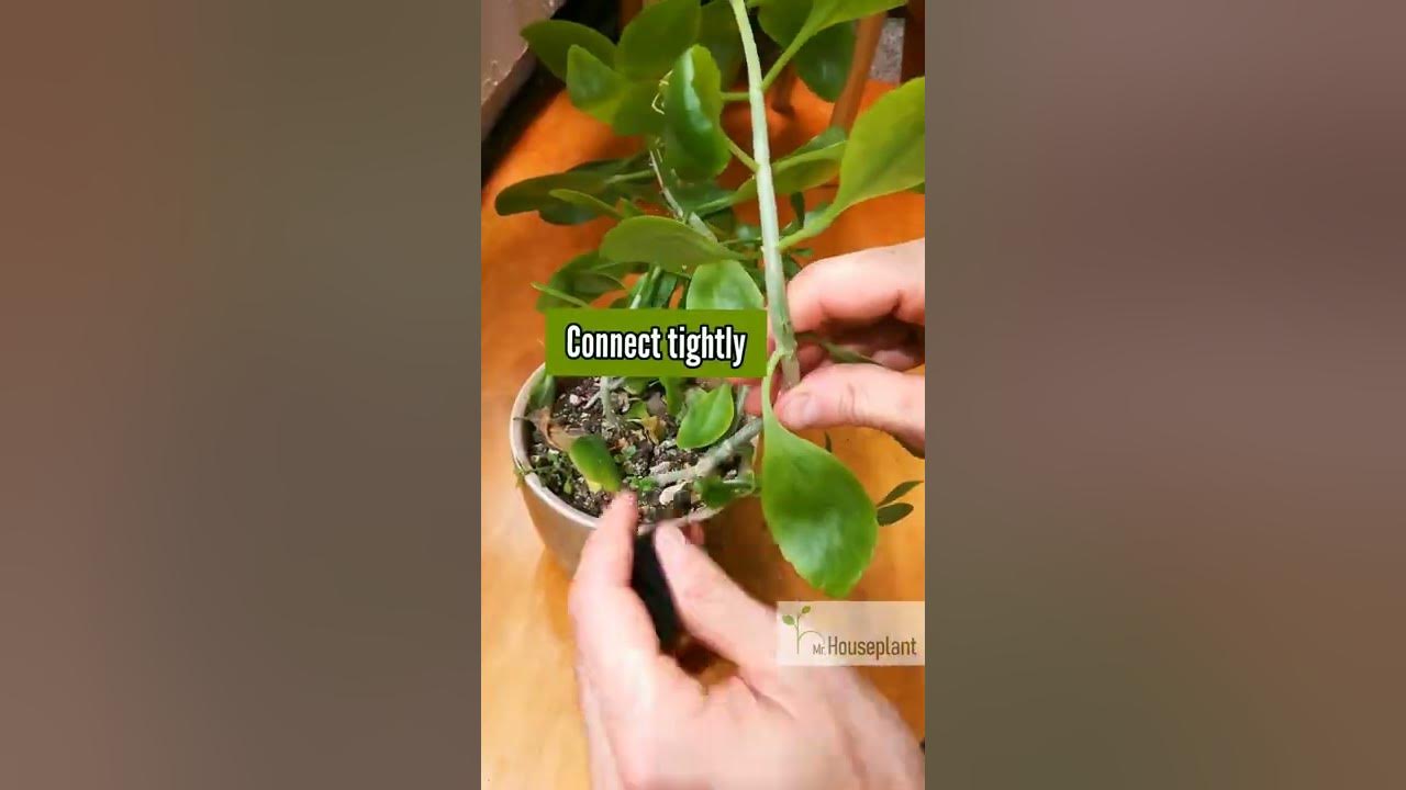 How to Fix a Broken Plant Stem (In 3 Easy Steps!) YouTube