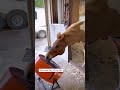 This pony is always misbehaving