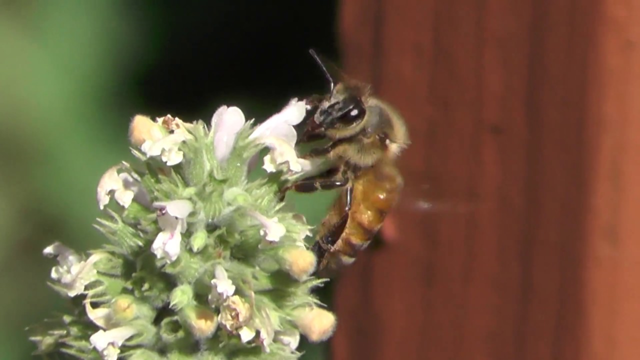 Catnip and bees YouTube