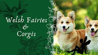 Corgis & Fairies in Welsh Folklore | Do Welsh Fairies REALLY Ride Corgis?!