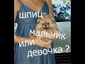 Шпиц- мальчик, или девочка? Кого выбрать ?