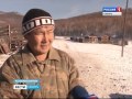 В хозяйствах Бурятии борются с волками, нападающим