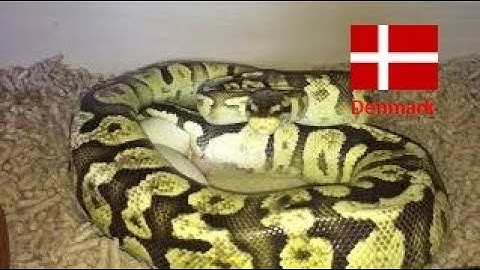 Ball python Firefly laying eggs (HD video)