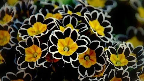 ЦВЕТЫ ПАМЯТИ! Растения, Которые Обязательно НУЖНО Посадить НА МОГИЛЕ!