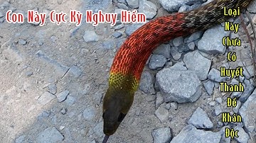 Nông Dân Mình Không Nên Chủ Quan Với Loại Rắn Độc này | Mười Thương Săn Bắt