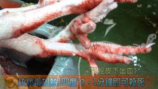 農委會食的安全_禽流感防治宣導