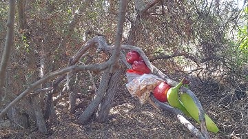 fletch the bigfoot has company in his spot (Description)