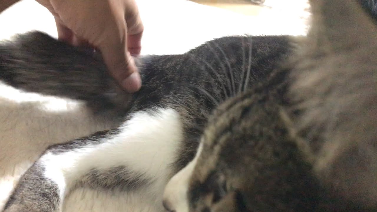猫様の尻尾で遊ばれるパパw YouTube 猫様の尻尾で遊ばれるパパw YouTube
