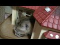 我が家に保護子猫が来た日、そして初めての人間との共同生活。週末限定でトライアルに来ました。猫の持つ魔力に負けました #22