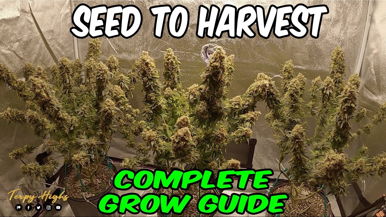 CANNABIS Grow Guide SEED to HARVEST using Spider Farmer SF2000 Grow Kit