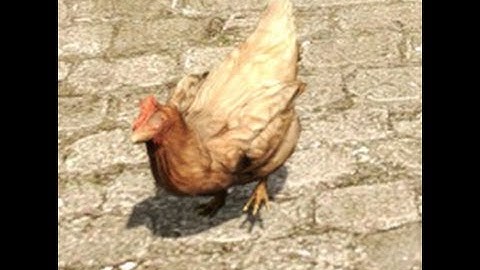 Always shoot the chickens... CS:GO Competitive