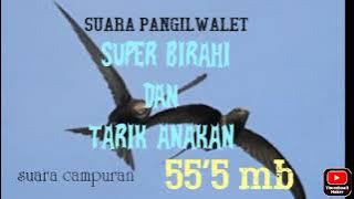 Suara walet birahi dan Tarik Anakan
