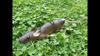 Pike love RATS!