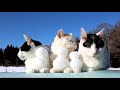 雪だるまをのせた3匹の猫 snowman 200124