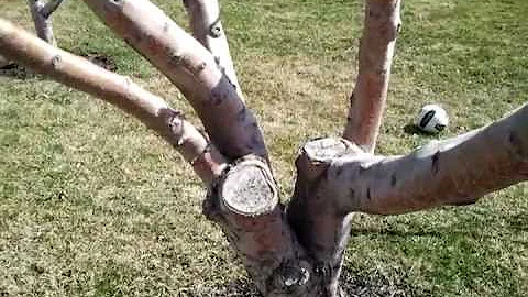 Pruning to Open the Center of Apple Trees