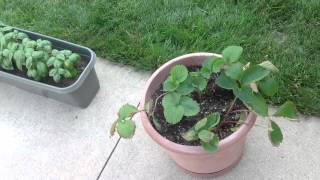 Need help with my strawberry plants (Leaves brown at edges)