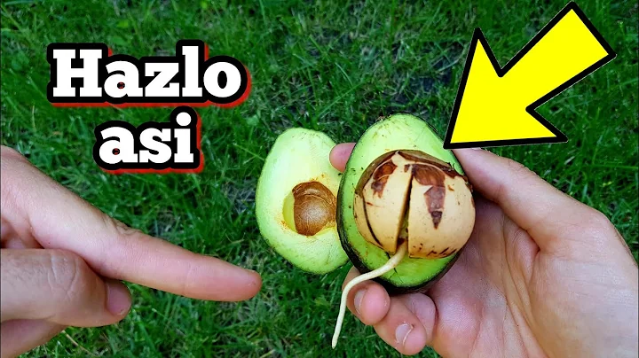 2 MTODOS para Germinar aguacate RPIDO (30 dias)  Sin palillos | Sembrar hueso o Semilla de Palta