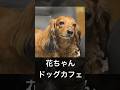 【GW昼カフェご案内🍰】 #自粛犬