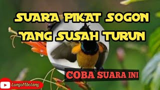 Pancingan suara pikat burung sogon yang susah turun