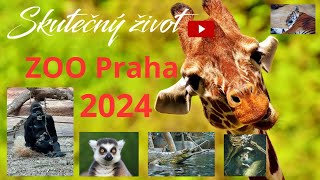 Zoo Praha 2024