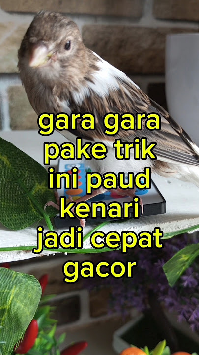 tips paud cepat gacor#shorts#kenari #kenarigacor#canary #birds #canarysinging