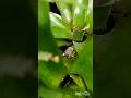 Спящая Царевна лягушка в зарослях Бромелии. #plants #nature #shortvideo #shorts #frog