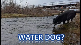 First Steps for my Dog to Go into Water