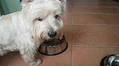 Natural Healthy Dog Food: 5 Tips To Overcoming Picky Eating Habits